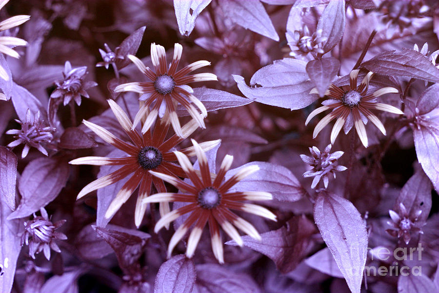 Flower Rudbeckia Fulgida In Uv Light Photograph by Ted Kinsman
