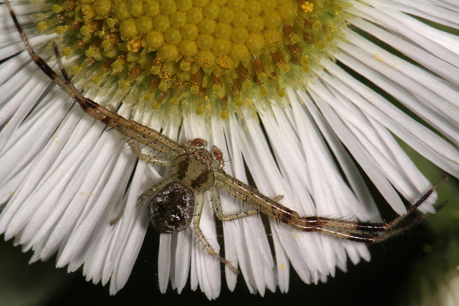 Flower Spider On Fleabane Photograph by Daniel Reed
