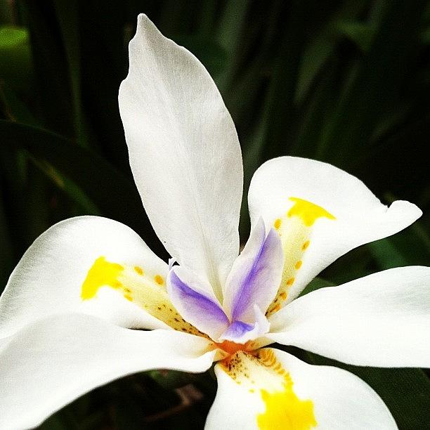Spring Photograph - #flower #spring #instagram by Avatar Pics