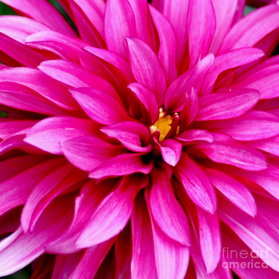 Flower Squared Photograph by Ronald Grogan