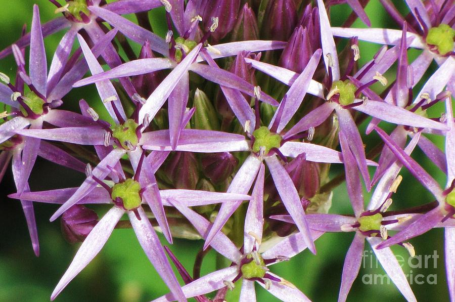 Flower Stars Photograph by Michele Penner