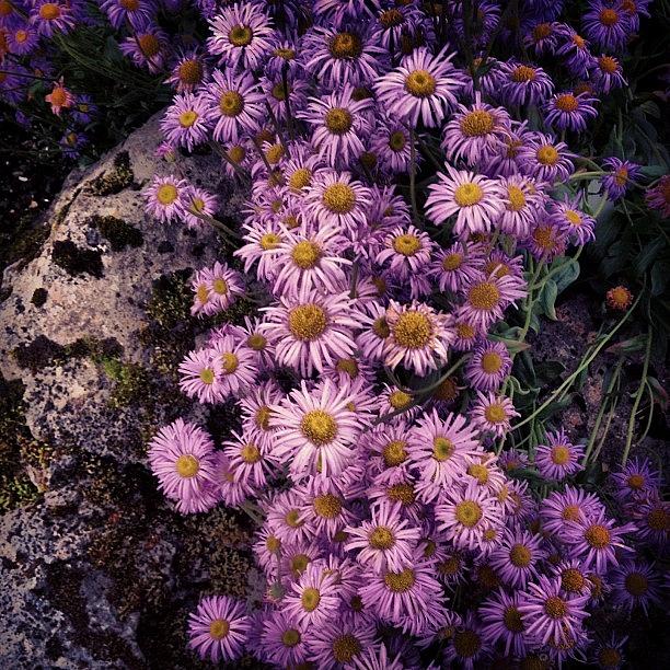 Flowers Still Life Photograph - #flower #stone #moss by Lilja Arnthorsdottir