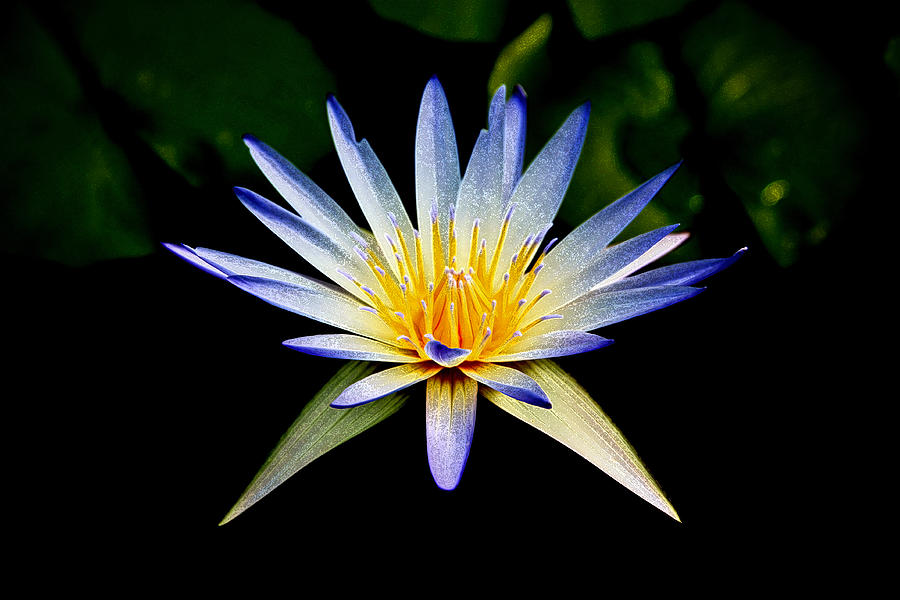 Flower Symmetry Photograph by Steve McKinzie