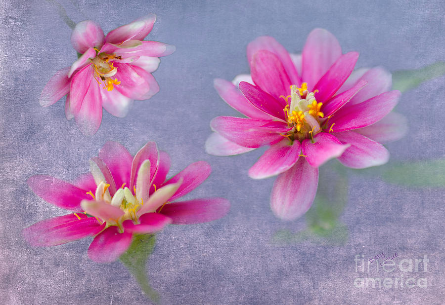 Flower Triplets Photograph by Betty LaRue