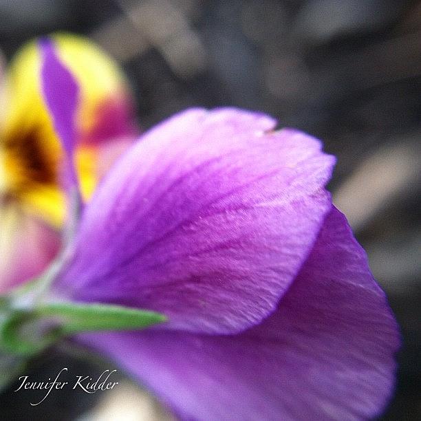 Flower: Viola. Lavender For All Cancers Photograph by Jennifer K