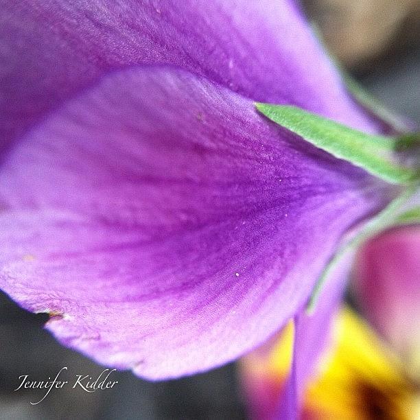Flower: Viola. Lavender To Honor All Photograph by Jennifer K