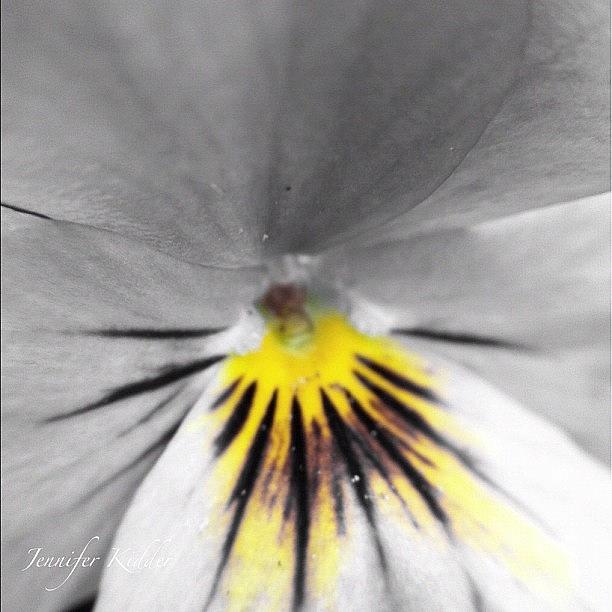 Flower: Viola. Yellow (bladder Cancer) Photograph by Jennifer K