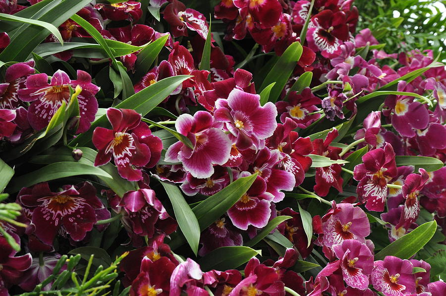 Orchids Photograph - Flower Wall by William Hensler