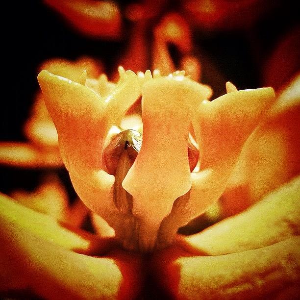 Flowers Still Life Photograph - #flower #webstagram #bestoftheday by Tanya Sperling