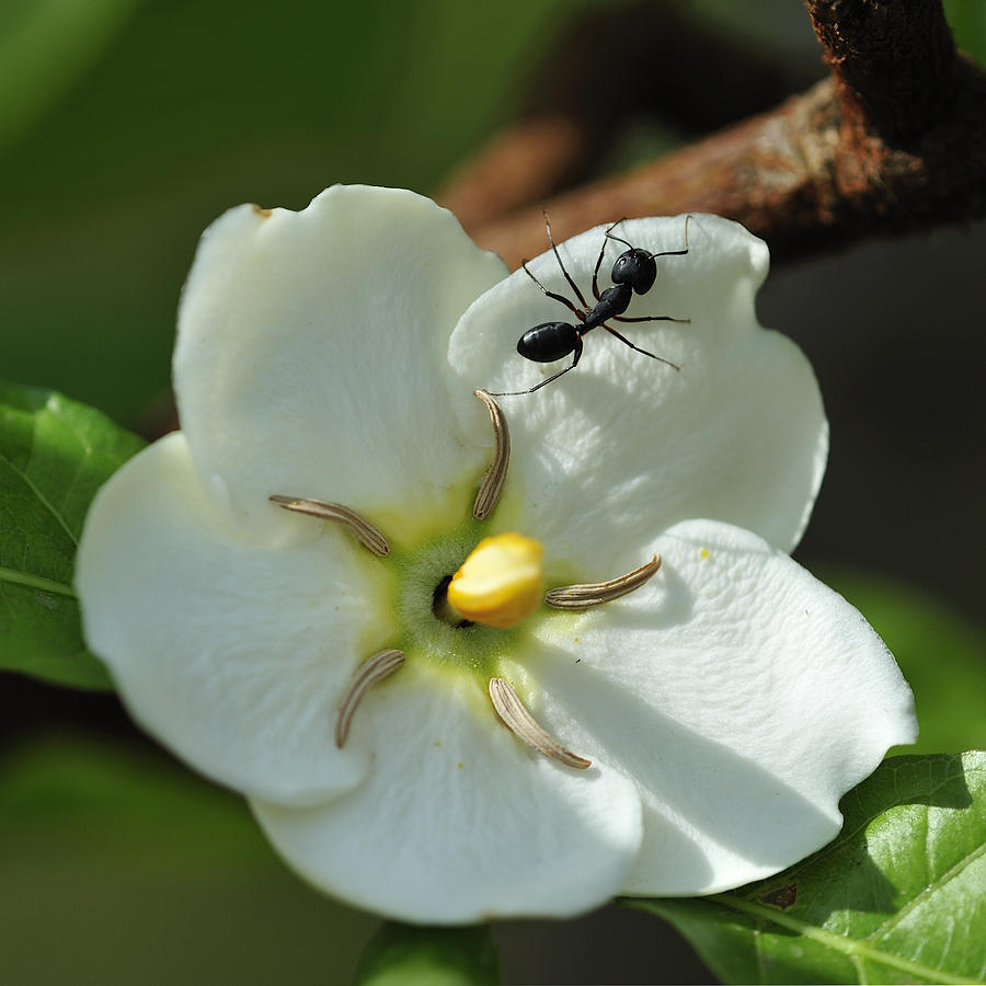 Flowers Still Life Photograph - Flower with Ant by Ajay Bundiwal