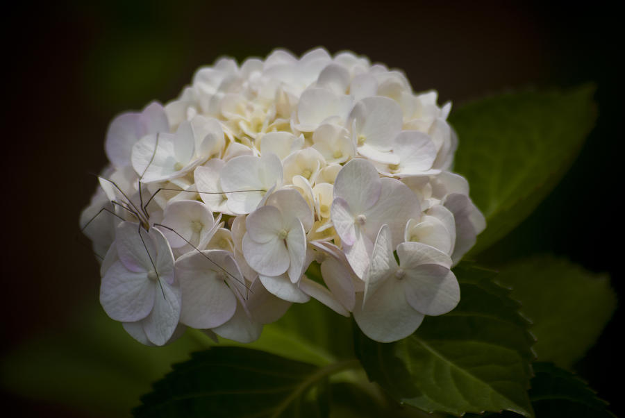 Flower with Spider by Jason Pryor Flower with Spider by Jason Pryor