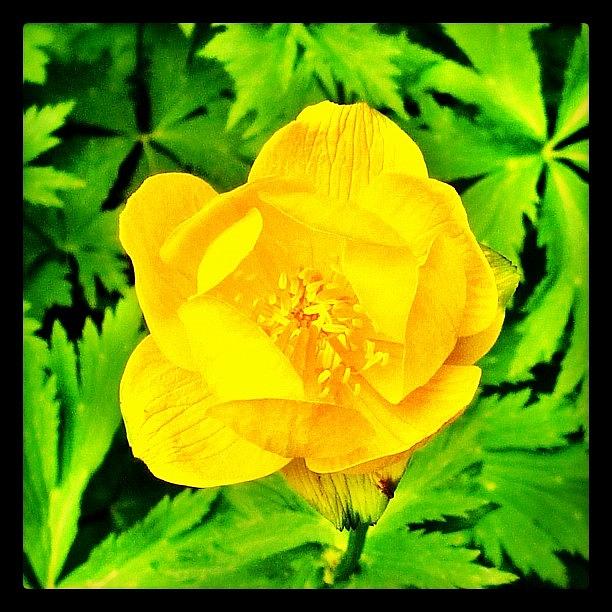 Summer Photograph - #flower #yellow #leaves #green #spring by Bex C