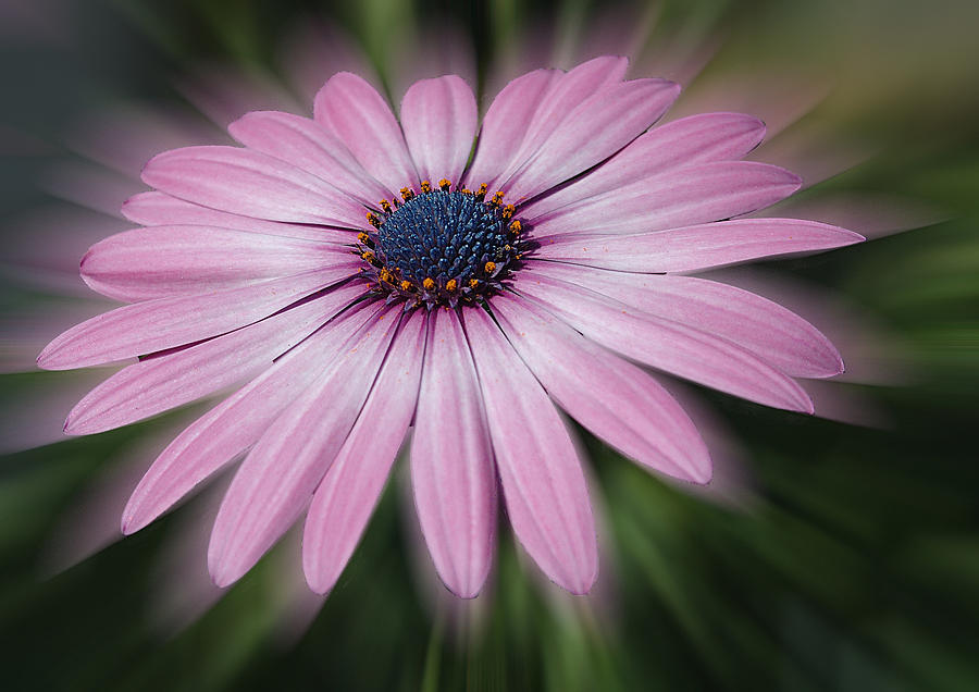 Flower Zoom Photograph by Cathy Kovarik