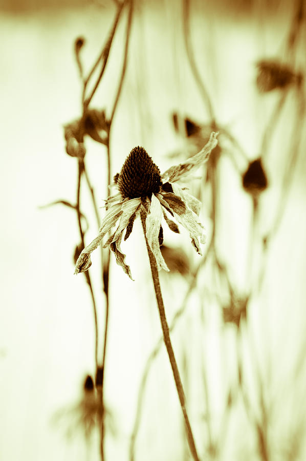 Daisy Photograph - Flower3 by Tingy Wende