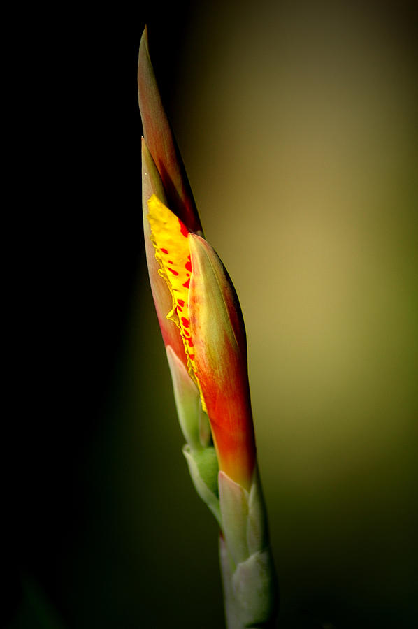 Flowerbud Photograph by David Weeks