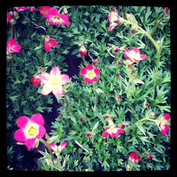 Nature Photograph - #flowerbud #flowers #flower #beautiful by Amber Campanaro