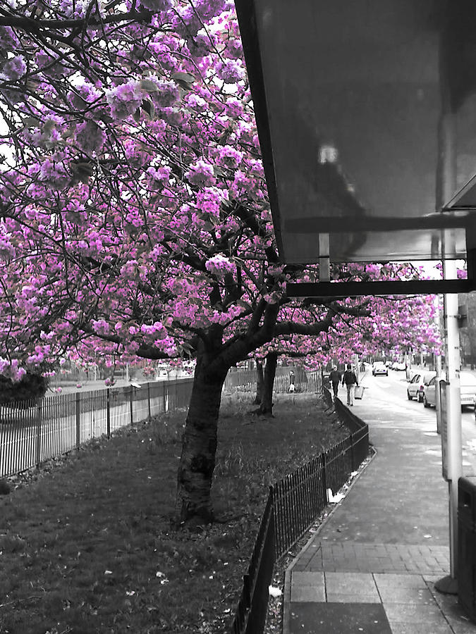 Flowered Pink Tree Photograph by Sumit Mehndiratta