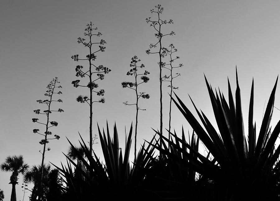Black And White Photograph - Flowering Agaves by David Lee Thompson