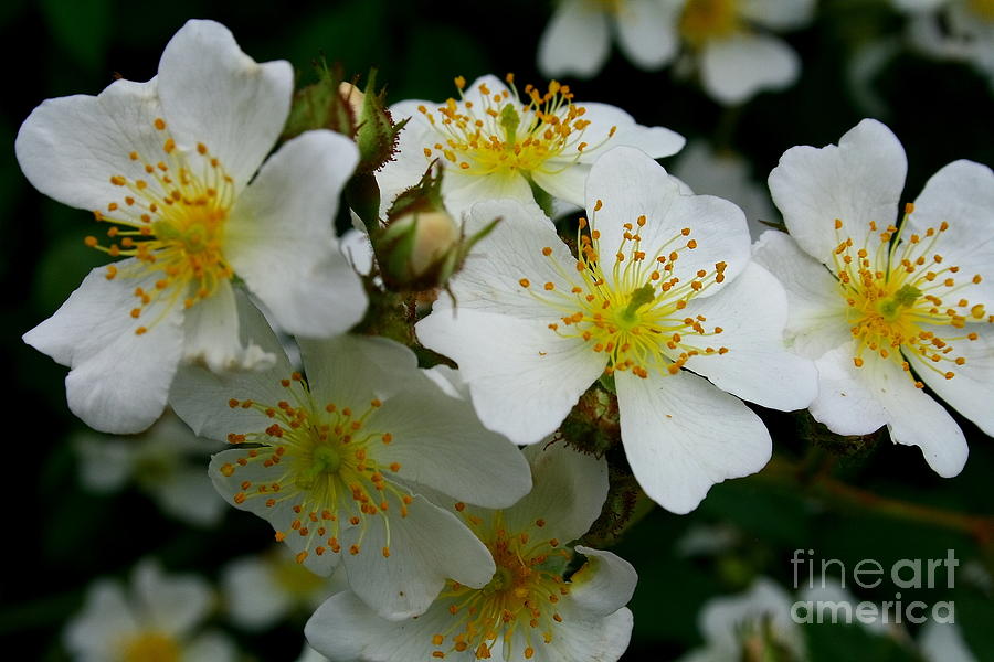 Small White Flowers Photograph - Flowering Bush 1 by Christina A Pacillo