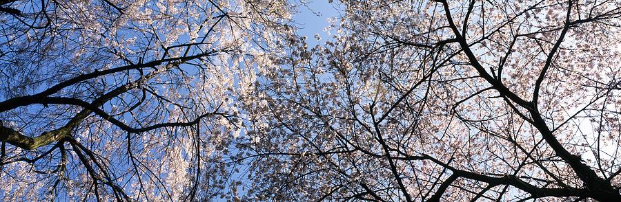 Flowering Cherry-trees Photograph