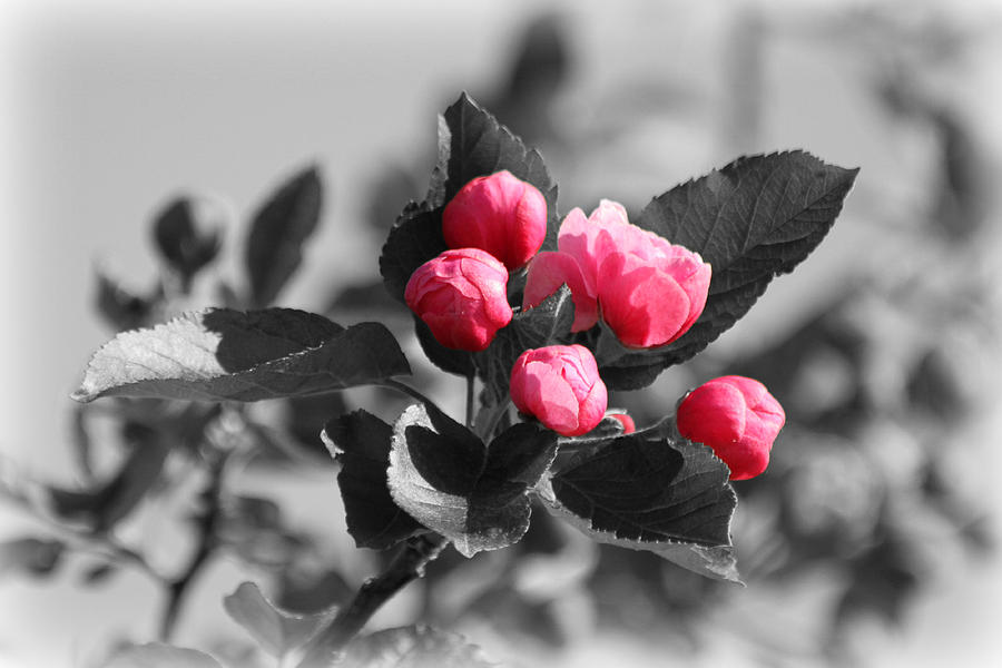 Flowering Crabtree in Select Color Photograph by Mark J Seefeldt