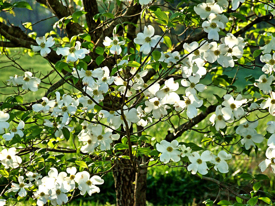 Flowering Dogwood Photograph by Jerilyn Skyface Flowers - Fine Art America