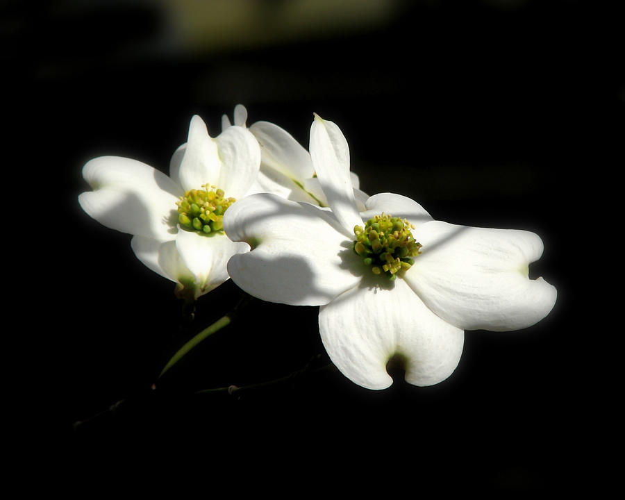 Flowering Dogwood Photograph by Peggy Urban