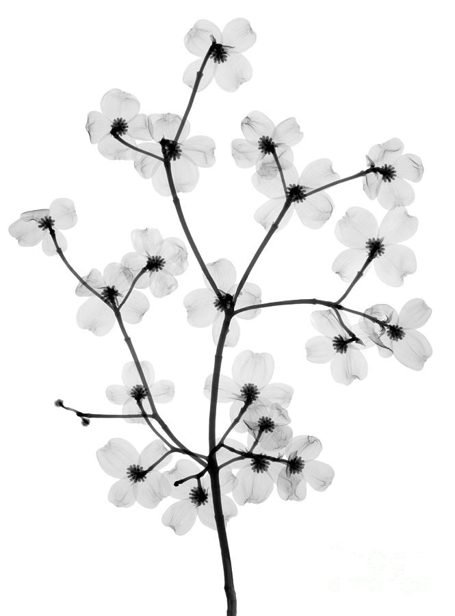 Tree Photograph - Flowering Dogwood, X-ray by Ted Kinsman