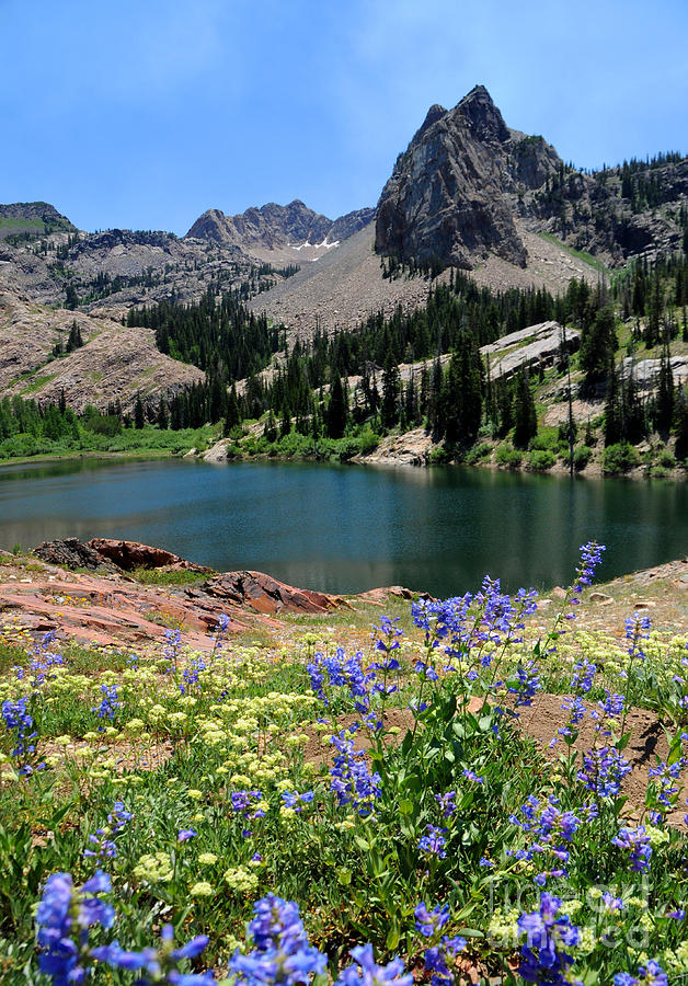 Mountain Photograph - Flowering Lake Blanche - Wasatch Mountains by Gary Whitton