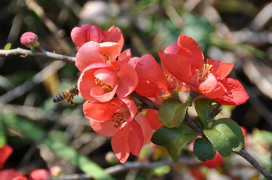 Flowering Quince Photograph by Jan Amiss Photography