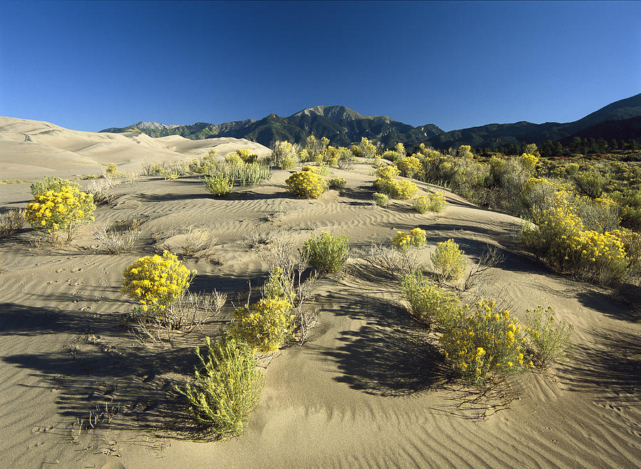 Flowering Shrubs On The Dune Fields Photograph by Tim Fitzharris