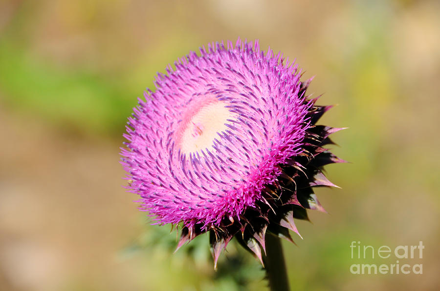 Flowering Thistle Plant in Utah Photograph by Gary Whitton