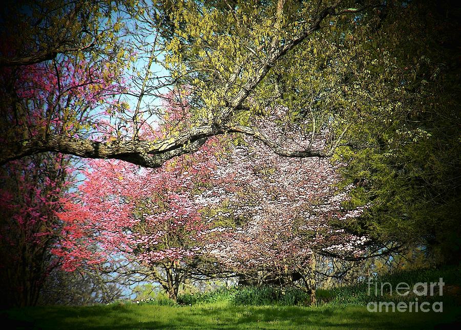 Flowering Trees Photograph by Joyce Kimble Smith