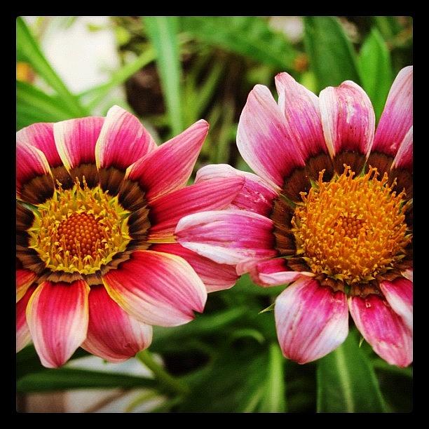 Newjersey Photograph - #floweroftheday #flowerartgraphy by Susan Neufeld