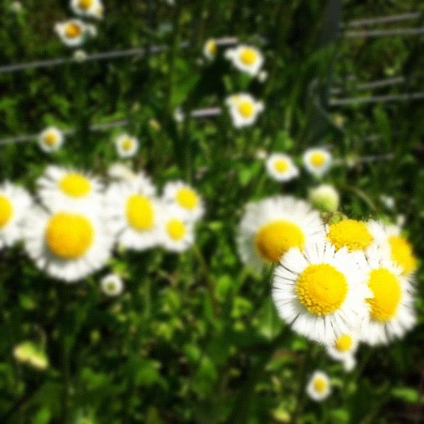 Flower Photograph - #flowerpop #flowermagic by Christina Pabustan