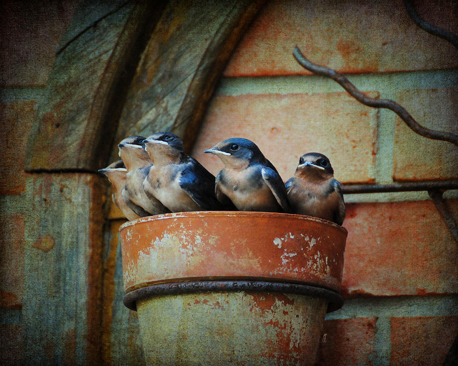 Bird Photograph - Flowerpot Swallows by Jai Johnson