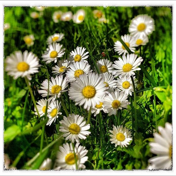 Spring Photograph - Flowerpower Again! by Urs Steiner