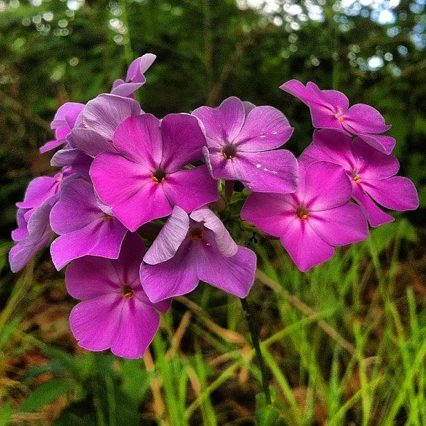 Flower Photograph - Flowers :) #flowers #purple by Dallas Pollard