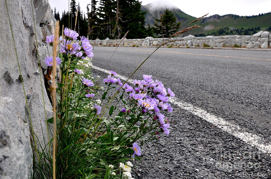 Flowers Along the Road Photograph by Tatyana Searcy