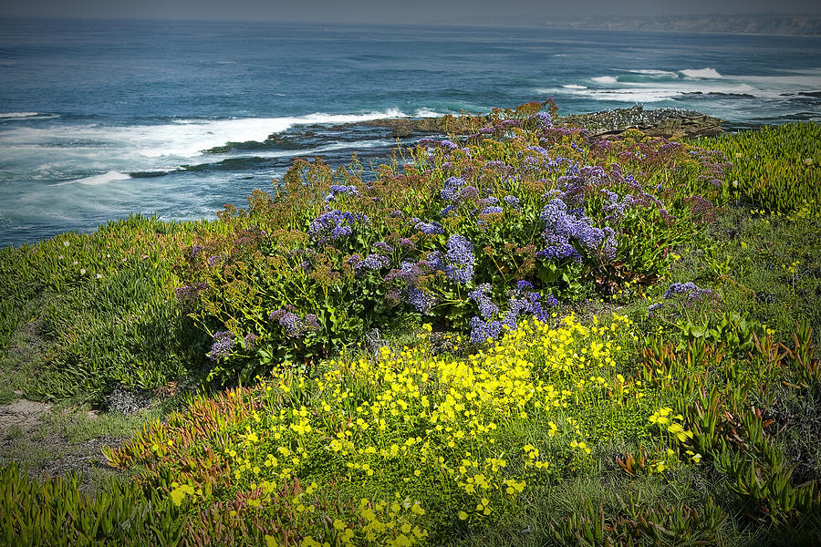 Flowers along the shore at La Jolla California No.0203 Photograph by Randall Nyhof
