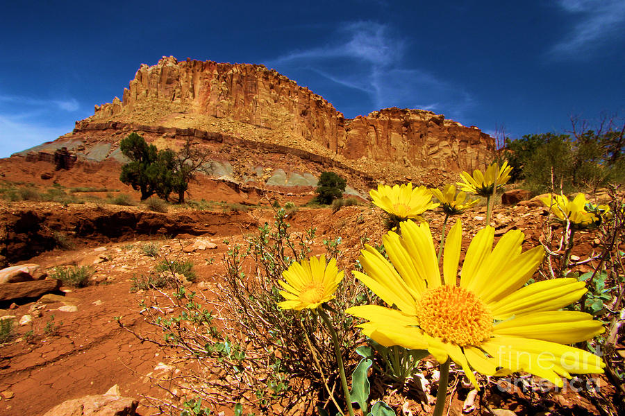 Flowers and Buttes Photograph by Adam Jewell