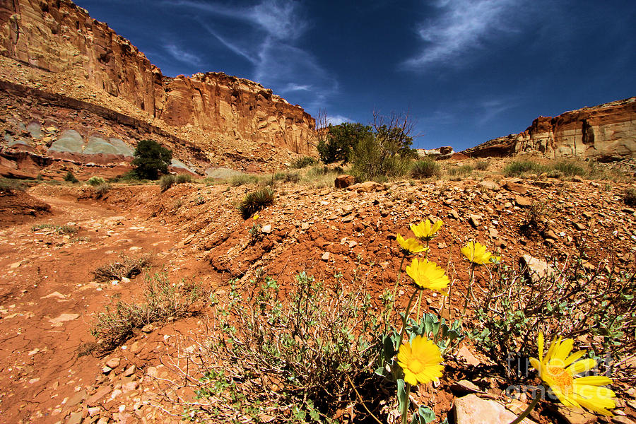 Flowers and Canyons Photograph by Adam Jewell