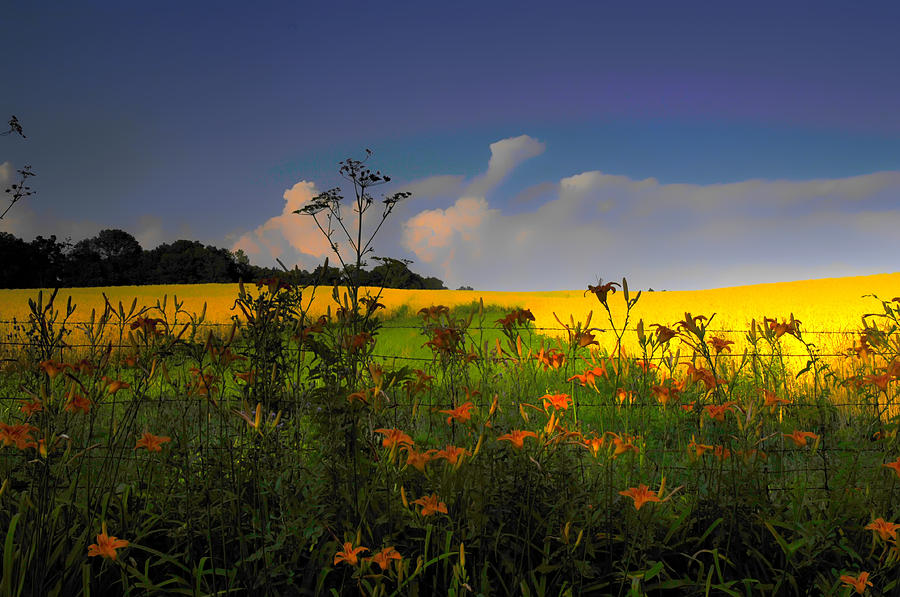 Flowers and fields  Photograph by Randall Branham