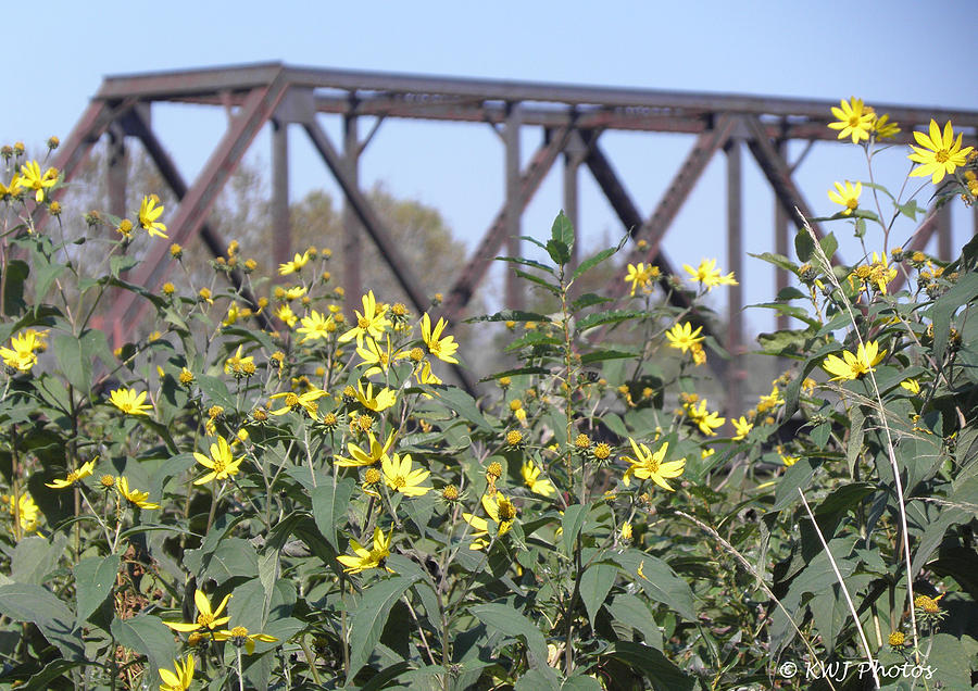 Yellow Photograph - Flowers And Trestle by Karen Jordan Yellow Photograph - Flowers And Trestle by Karen Jordan