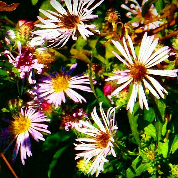 Nature Photograph - Flowers Are Smiles From The Earth by Melissa Fleming