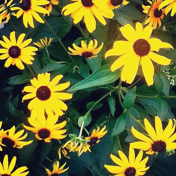 Flower Photograph - #flowers, #arianepo , #yellow by Ariane Polena