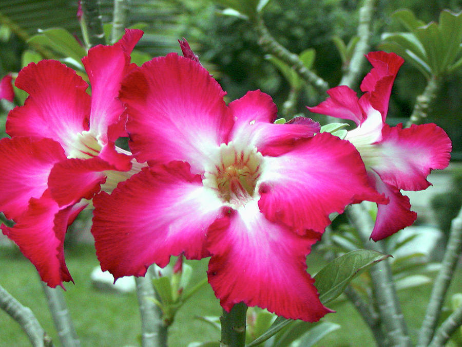 Flowers Bangkok Thailand Photograph by Paul Shefferly - Pixels