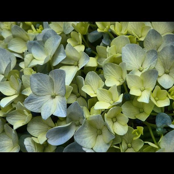 Flowers Close Up- Hortensias Photograph by Daniel Resende Meneses