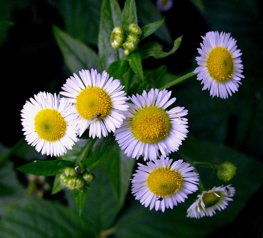 FLOWERS Daisy Cluster Photograph by William OBrien
