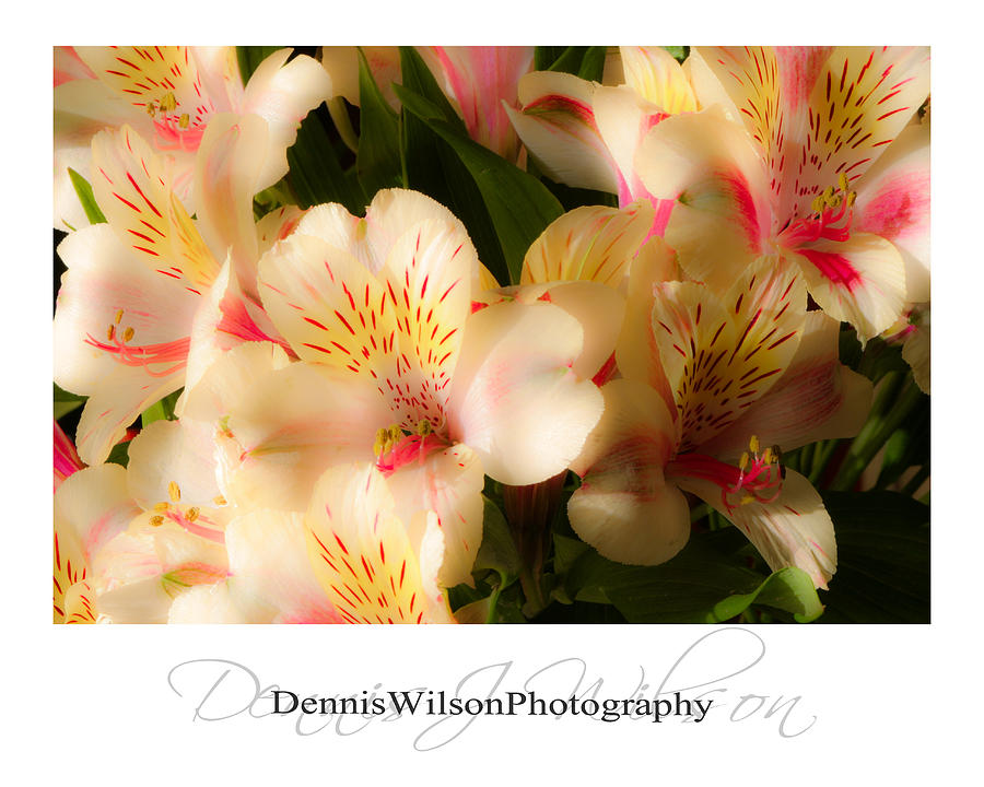 Flower Photograph - Flowers by Dennis Wilson